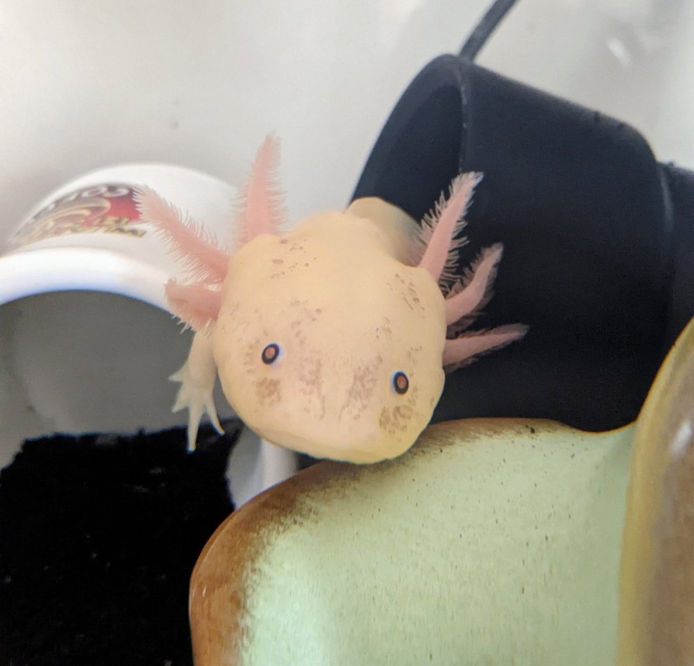 Аксолотль в листьях