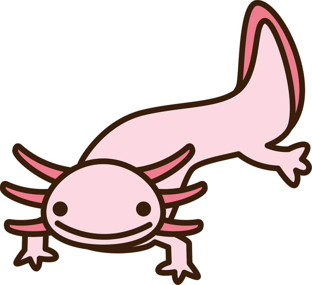 Аксолотль Чан