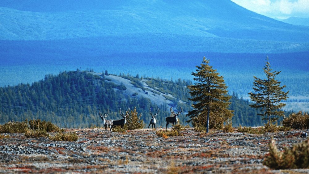 Чукотка картинки