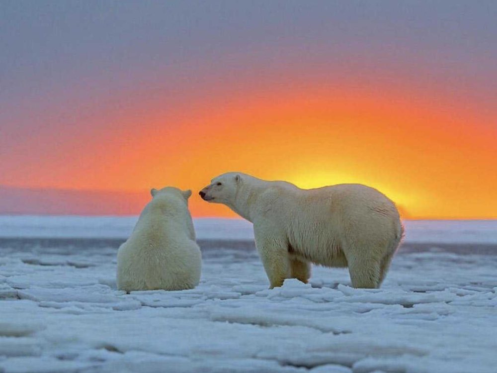 Арктическая пустыня заповедник остров Врангеля