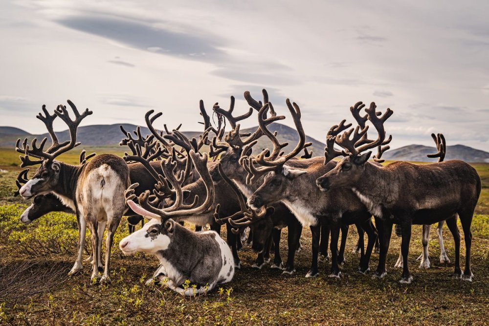 Альпийская тундра