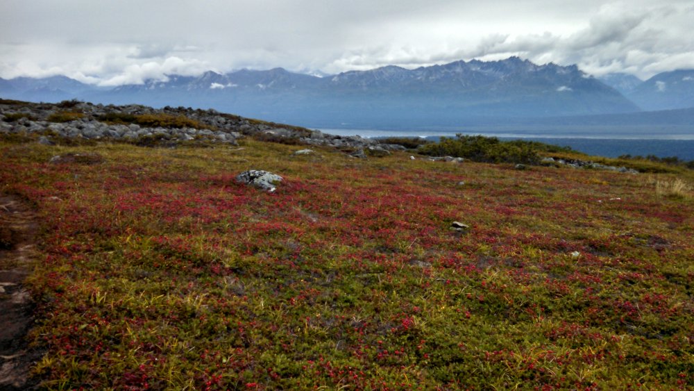 Канадская Приполярная тундра
