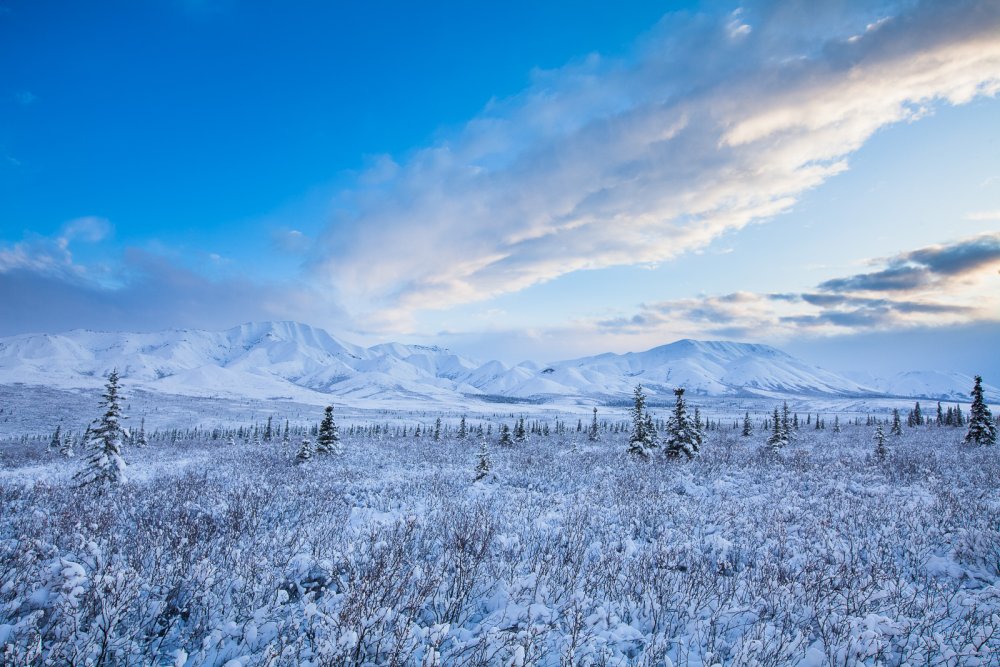 Арктическая тундра Аляска