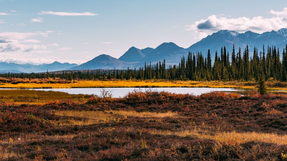 Остров Врангеля заповедник