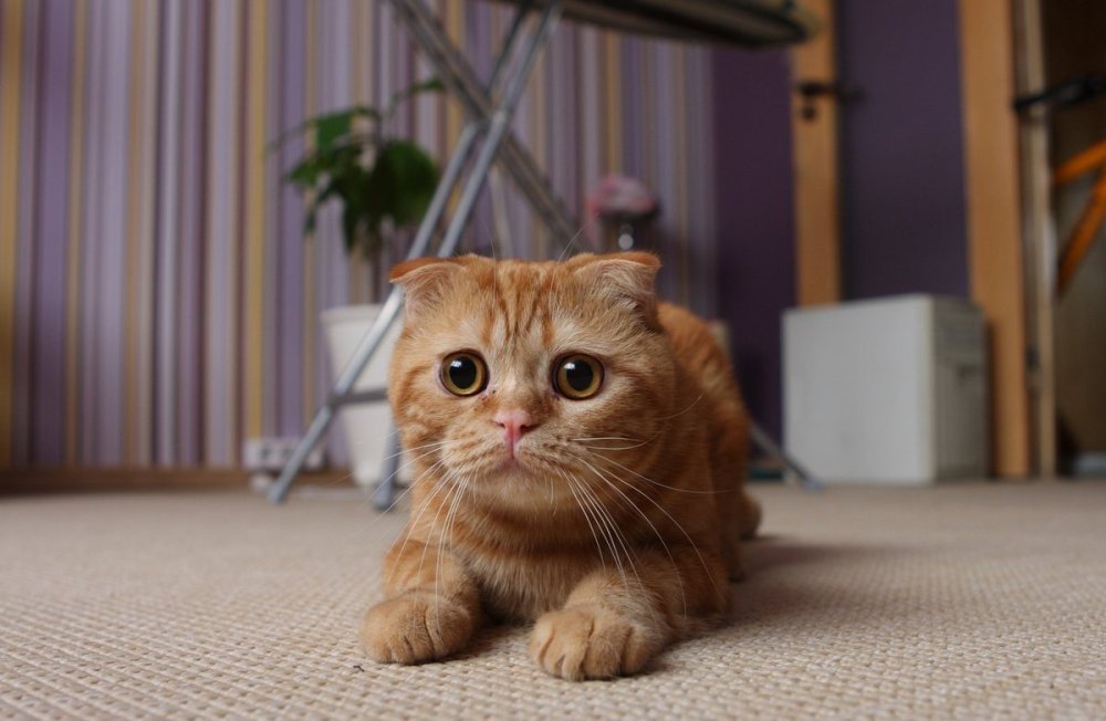 Шотландская вислоухая кошка рыжая