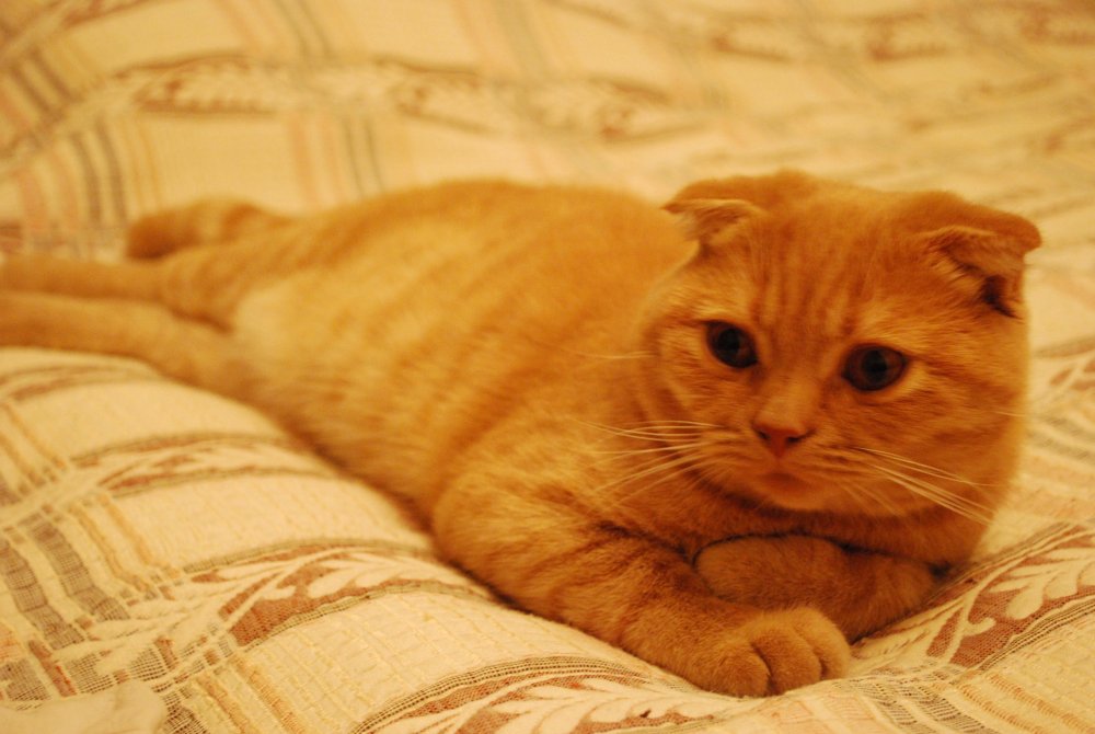 Шотландский вислоухий рыжий кот персик
