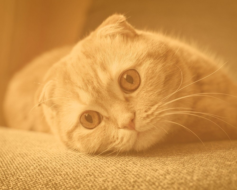 Персик кот вислоухий Филипцов