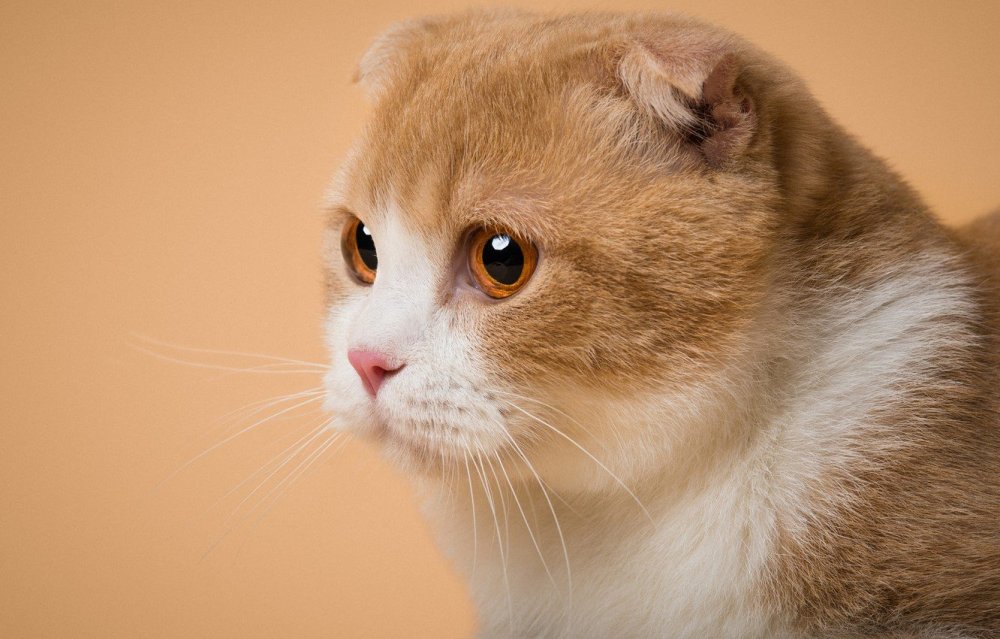 Шотландская вислоухая кошка