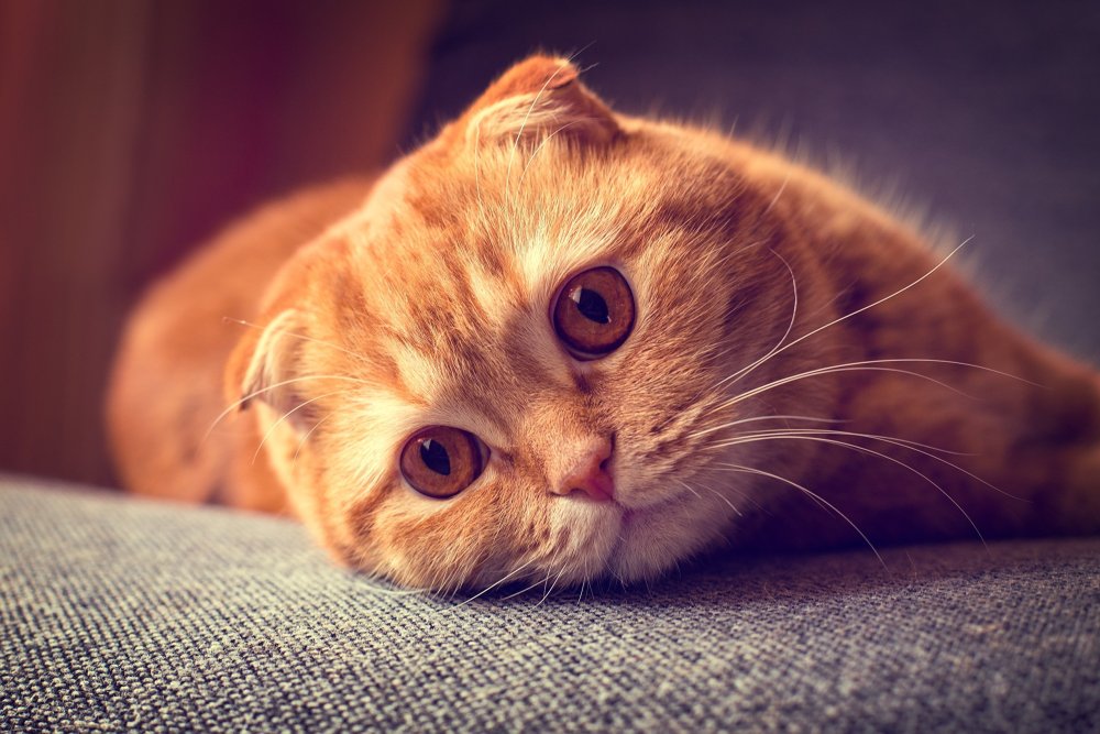 Рыжий вислоухий кот