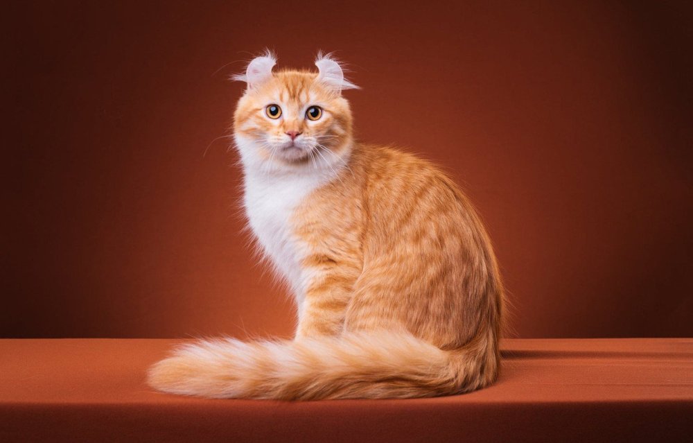 Манчкин и Мейн кун