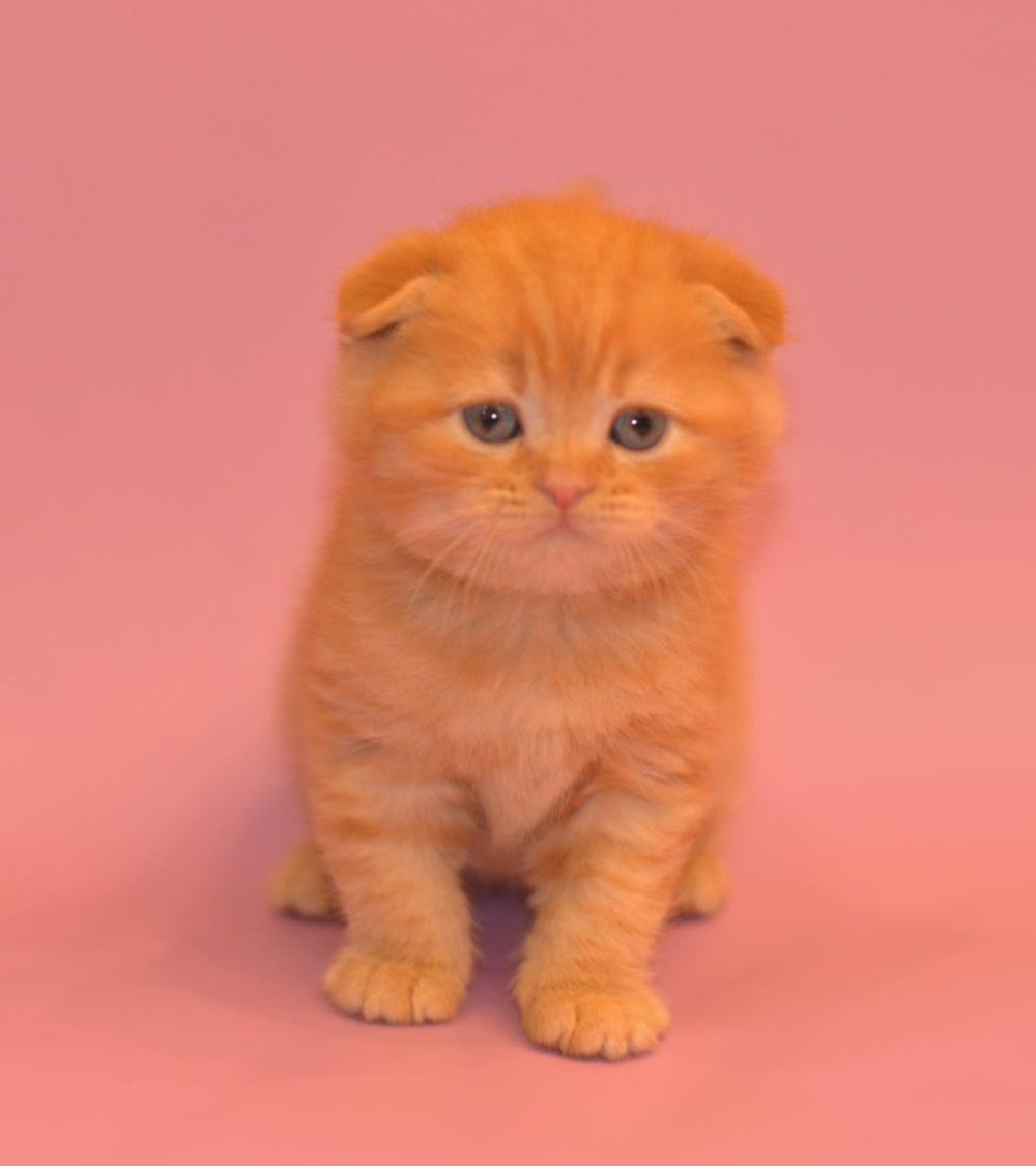 Скоттиш фолд вислоухий рыжий
