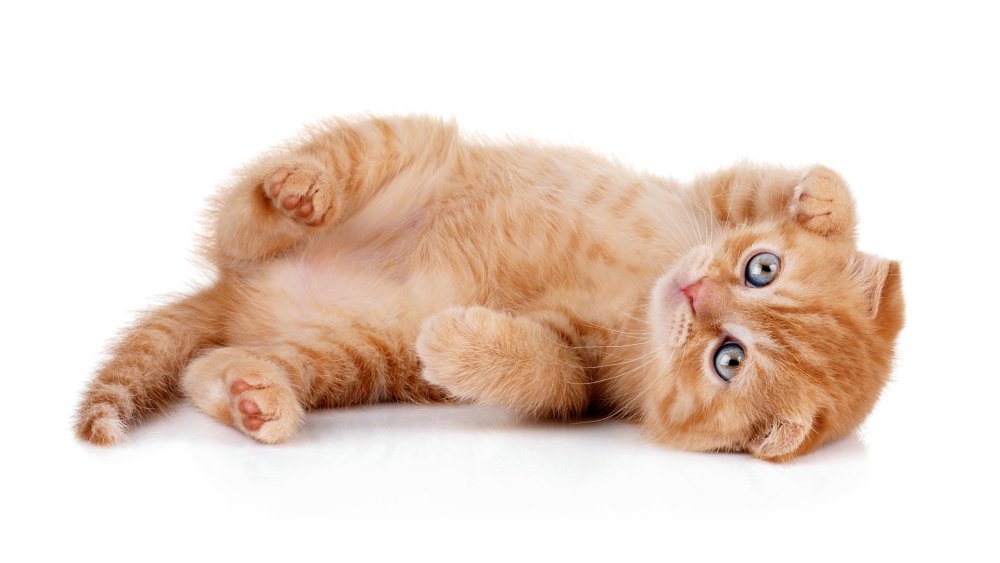 Котенок лежит