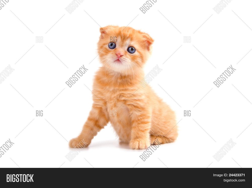 Фото котенка шотландского вислоухого рыжий голубоглазый