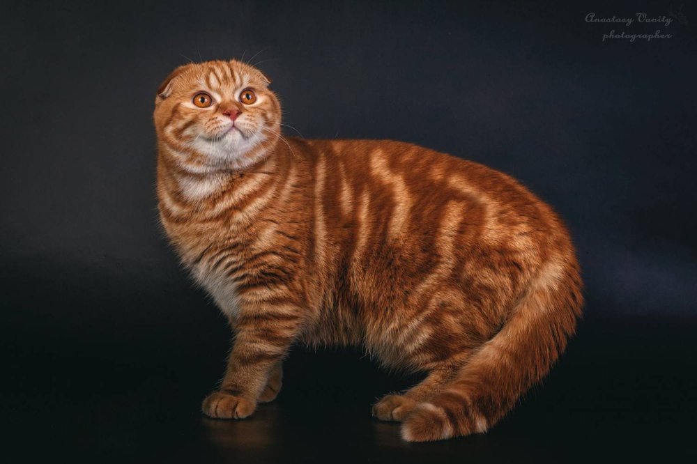 Шотландская вислоухая кошка