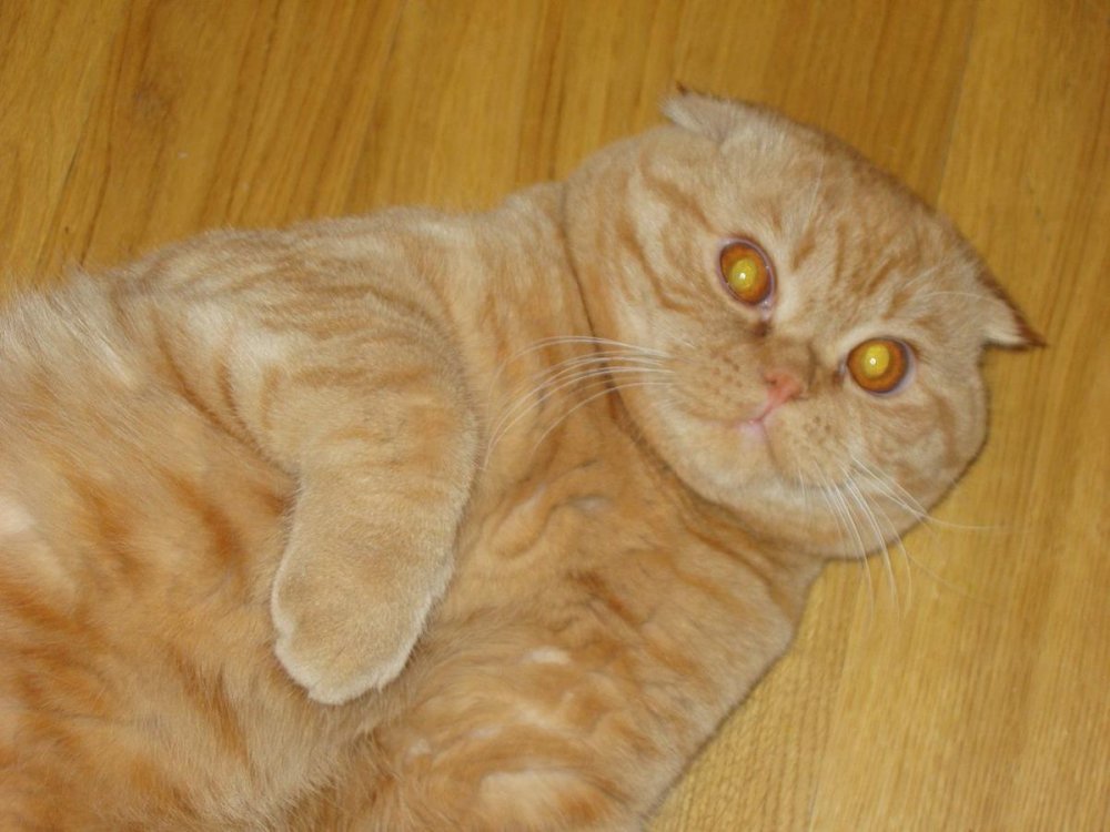 Вислоухий британец рыжий