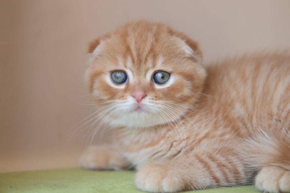 Шотландская кошка шеддед