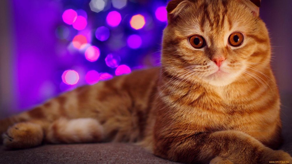 Шотландская вислоухая кошка