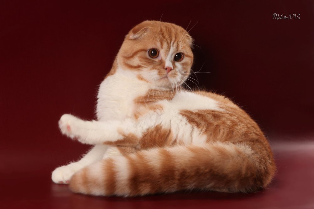 Скоттиш фолд рыжий