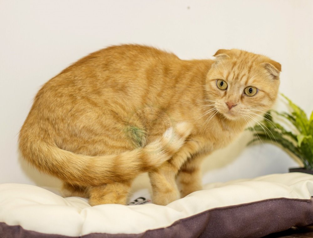 Скоттиш фолд рыжий метис