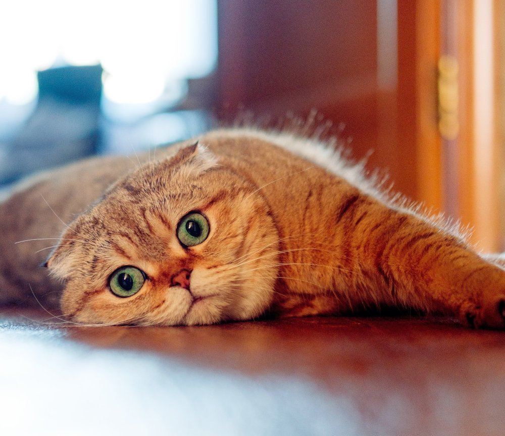 Скоттиш-фолд Шотландская вислоухая кошка рыжая