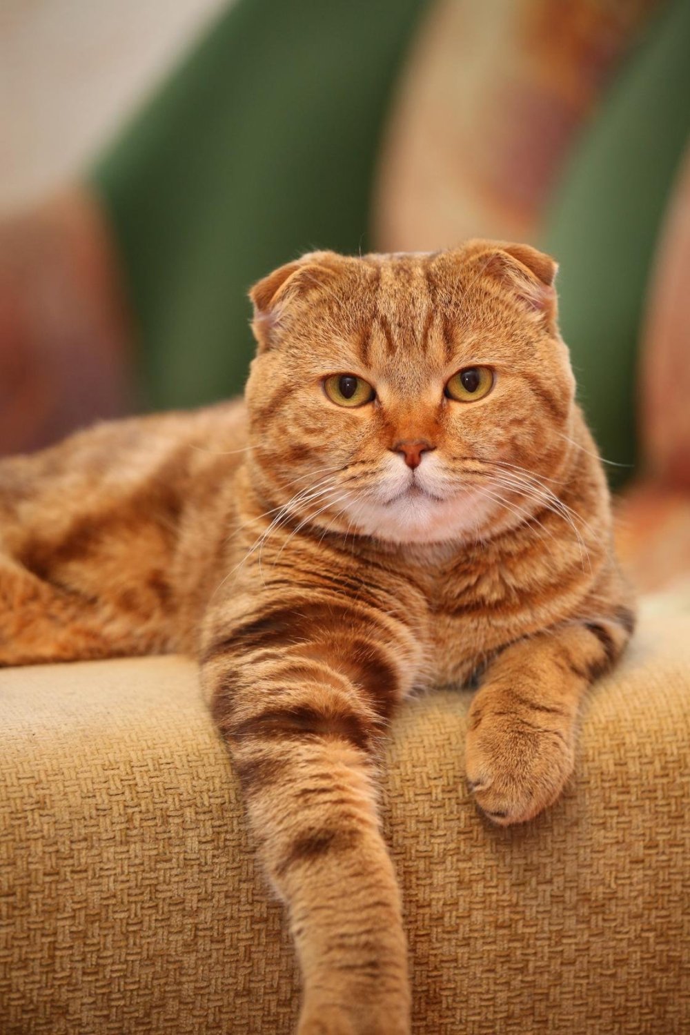 Шотландский скоттиш фолд рыжий