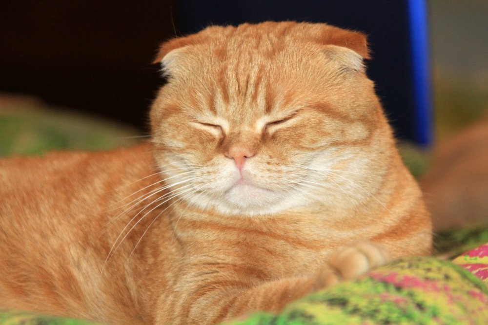 Рыжий вислоухий кот