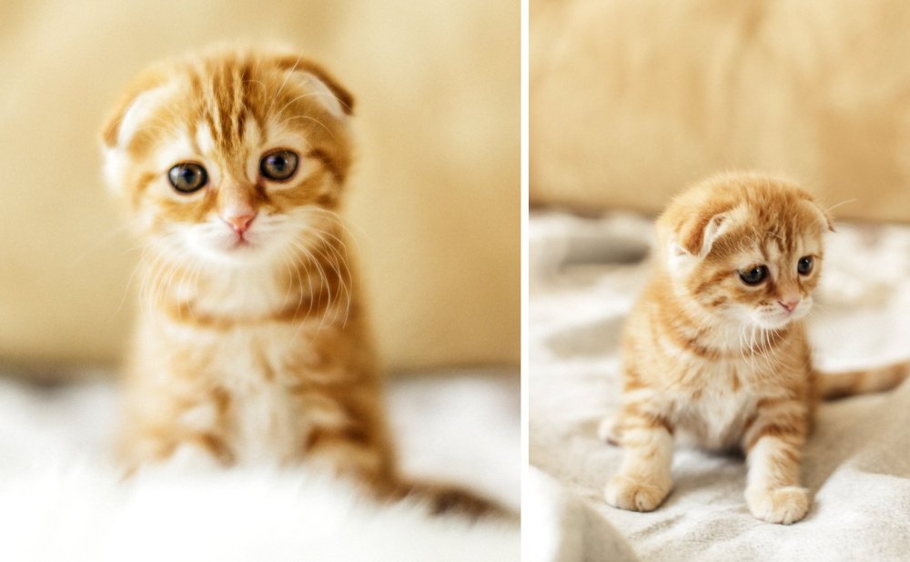 Шотландский вислоухий кот