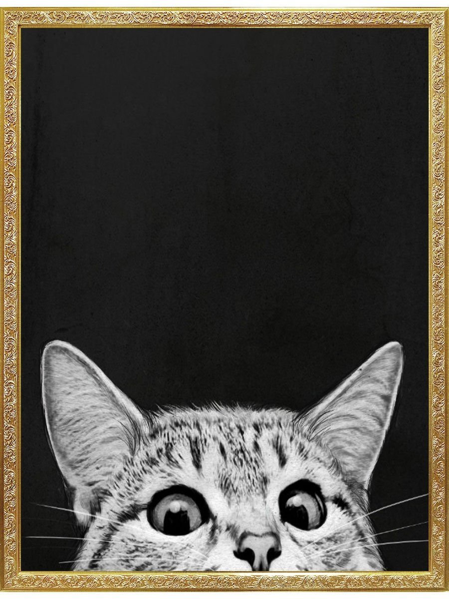 Кот выглядывает