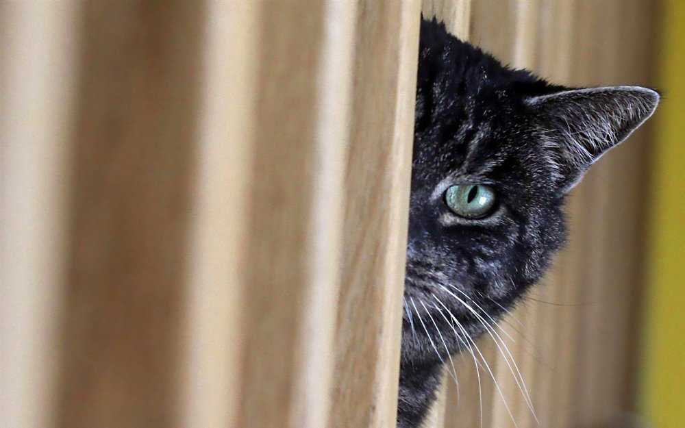 Кот выглядывает из-за угла