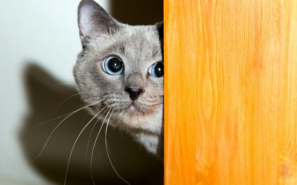Кот выглядывает из-за угла