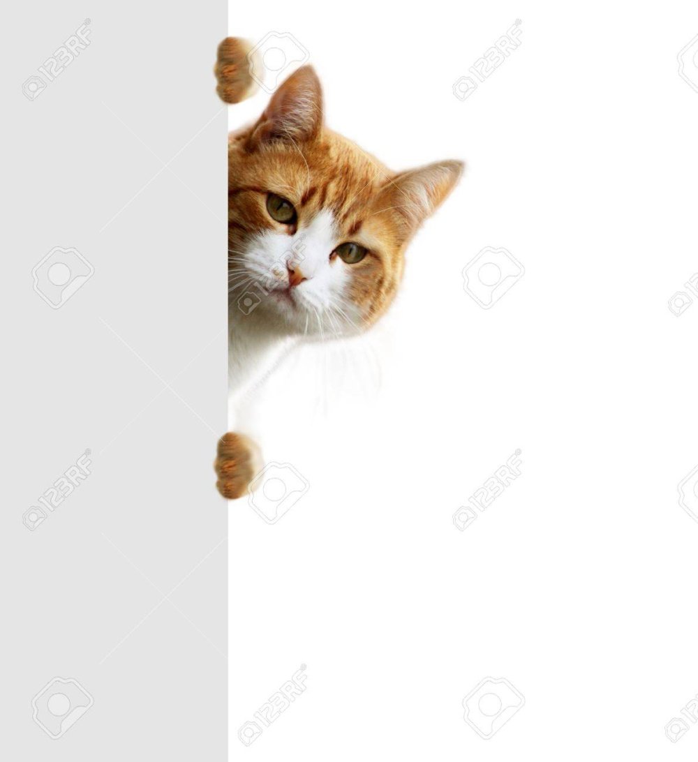 Кот выглядывает из-за угла