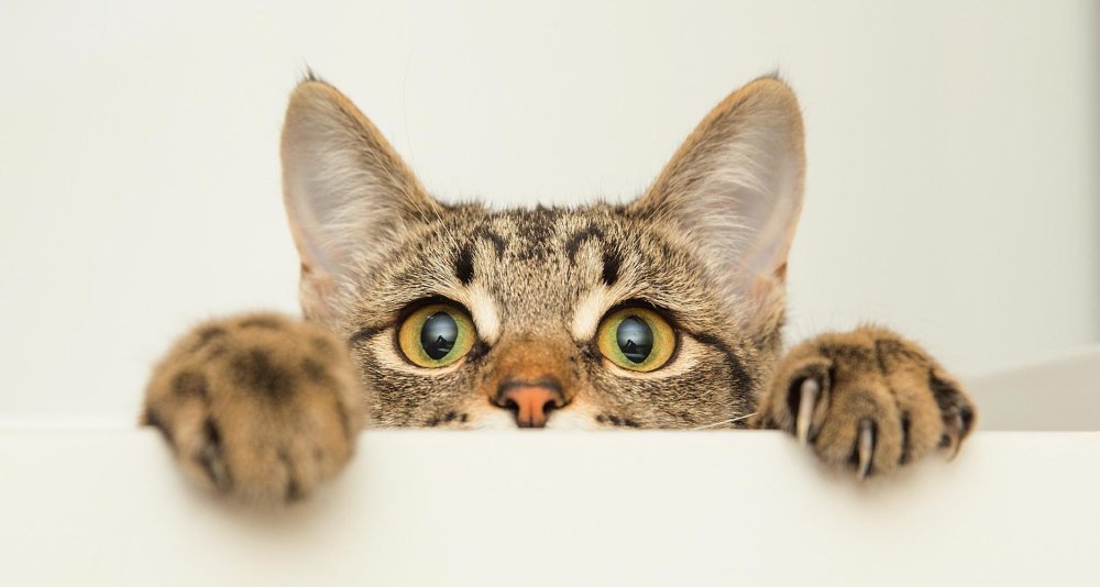 Выглядывает из за угла