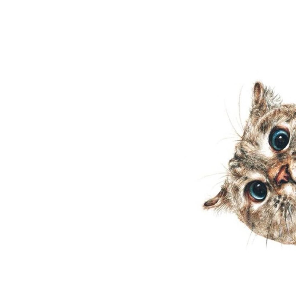 Кот выглядывает из-за угла