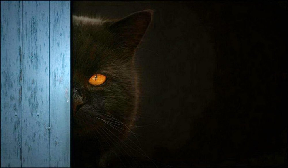 Черный кот выглядывает