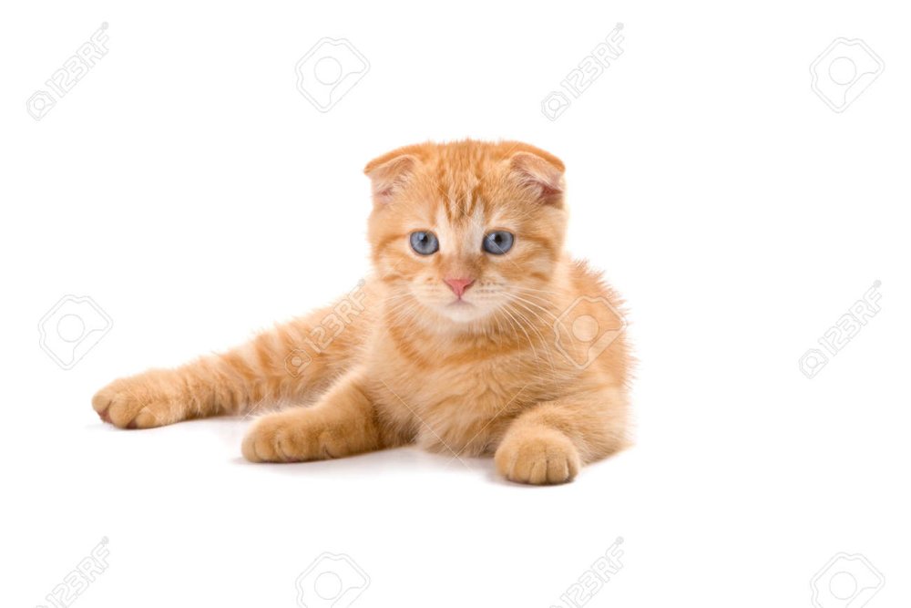 Вислоухий белый котенок арт