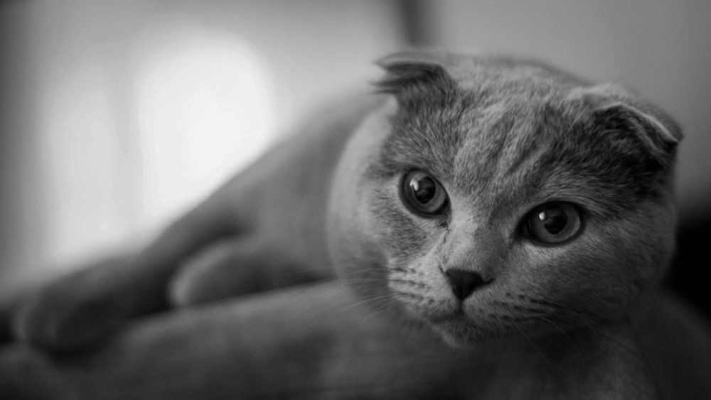 Кот британец вислоухий серый