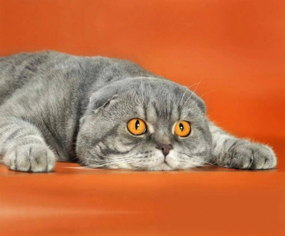 Кошки вислоухие шотландцы