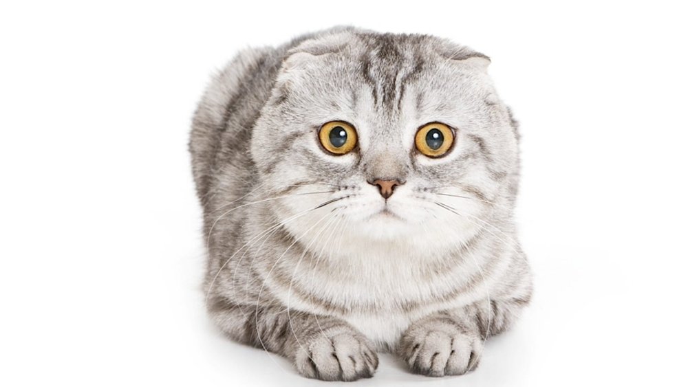 Шотландская вислоухая кошка