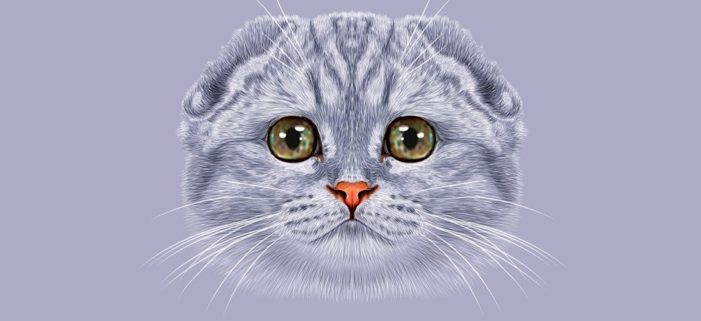 Вислоухий кот рисунок