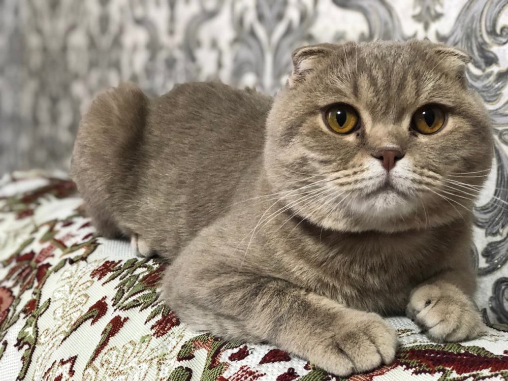 Шотландцы фолд все о них