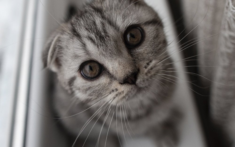 Серые дворовые котята вислоушки на окне