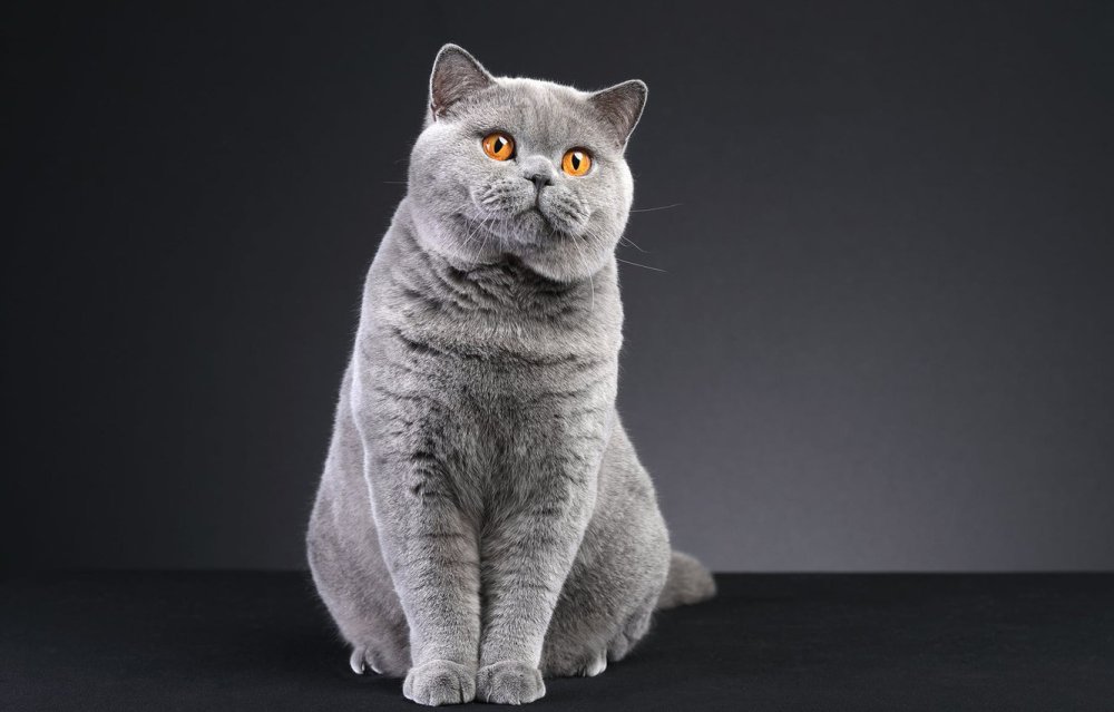 Британские коты сидят