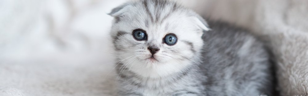 Кот Маркиз вислоухий