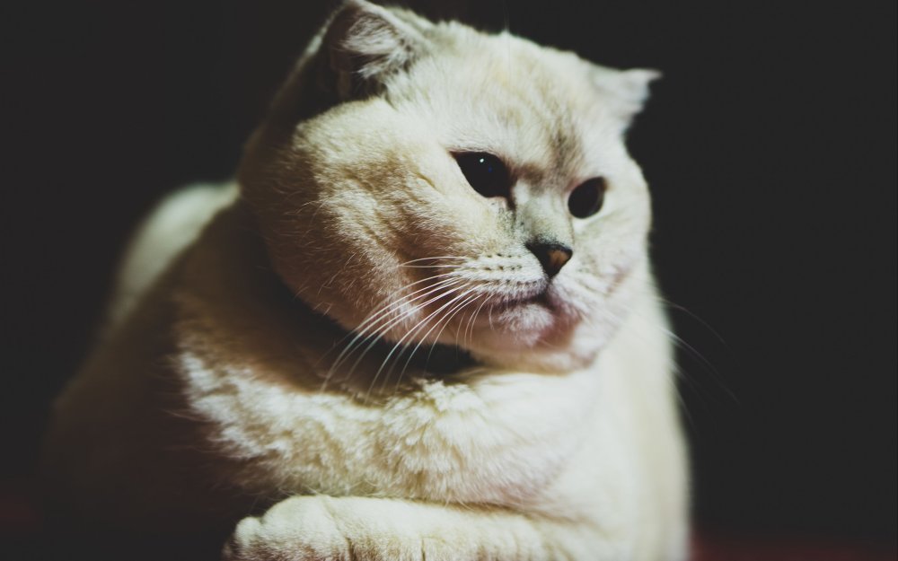 Вислоухие коты на рабочий стол