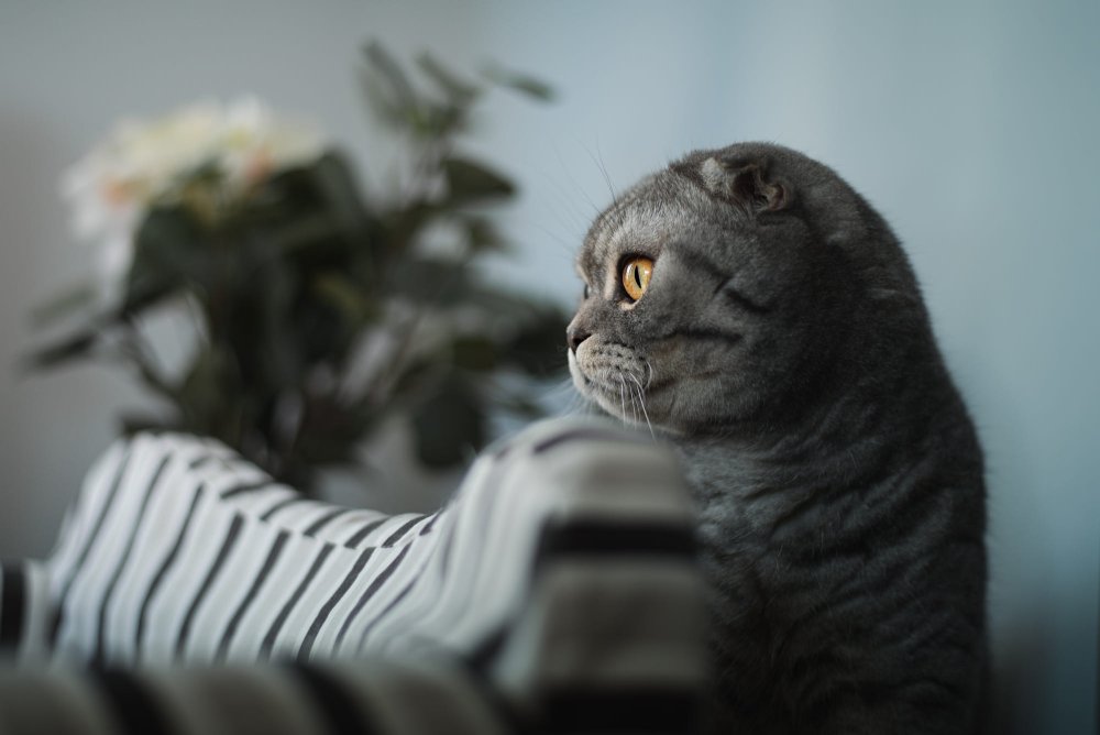 Вислоухая кошка