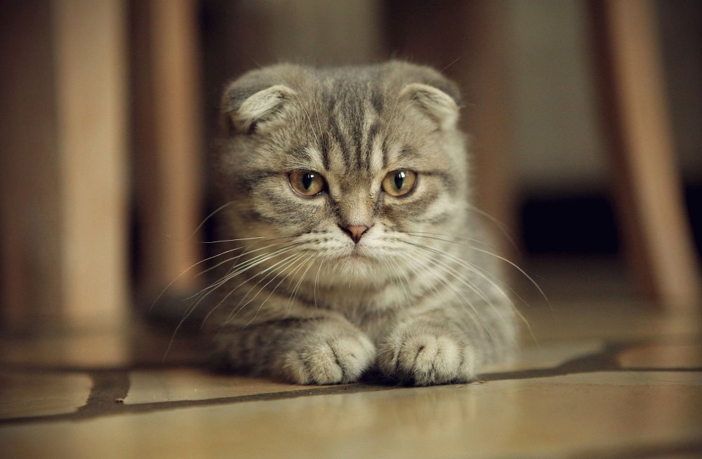 Скоттиш-фолд Шотландская вислоухая кошка