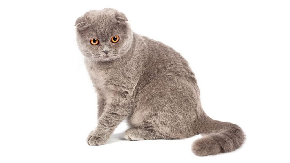 Шотландская вислоухая кошка