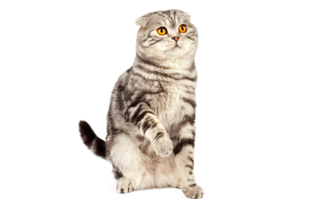 Шотландский вислоухий кот