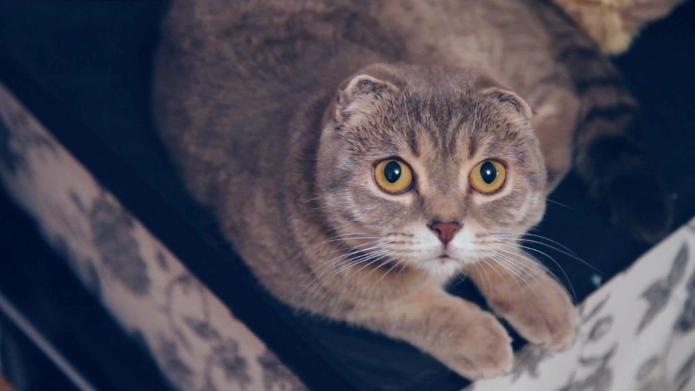 Вислоухий кот дворняга