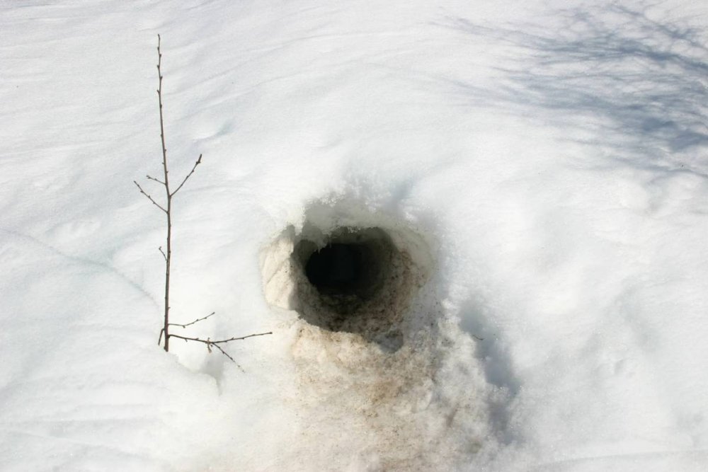 Нора в снегу